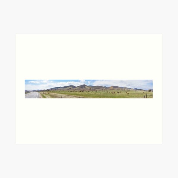 Front Range Elk Herd Lg Art Print