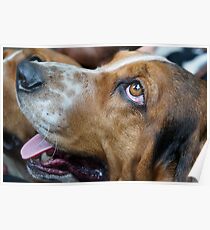 Sausage dog Poster