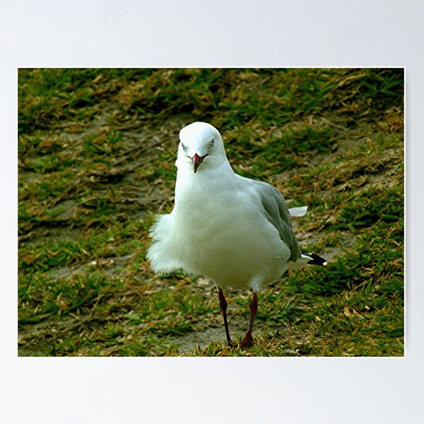 Item preview, It's a bad hair day for this young Gull...............! designed and sold by Roy  Massicks.
