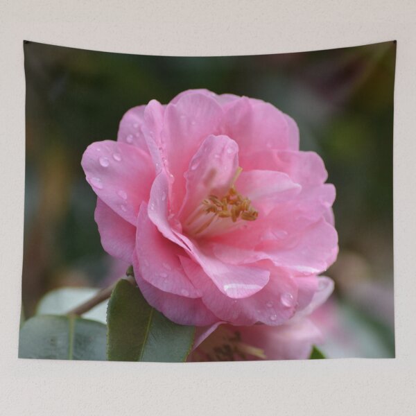 Item preview, Pink Camellia with raindrops designed and sold by lizdomett.