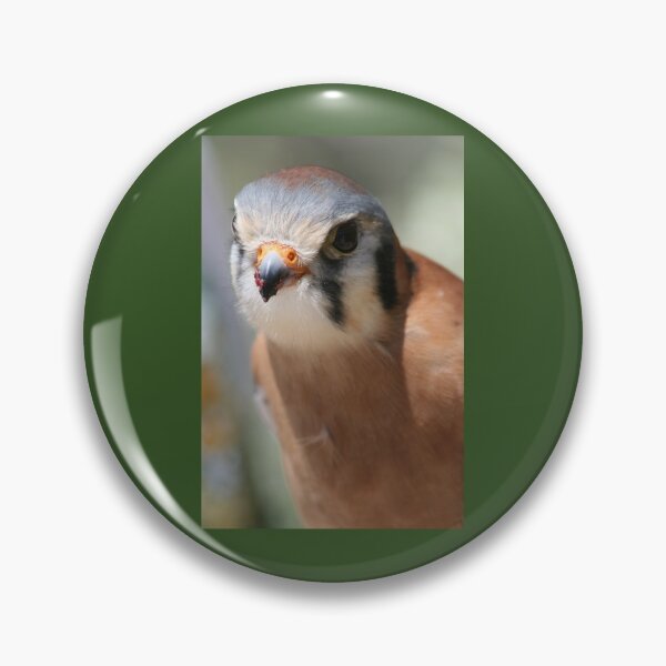 Item preview, SparrowHawk...A Curious Kestrel designed and sold by RichImage.