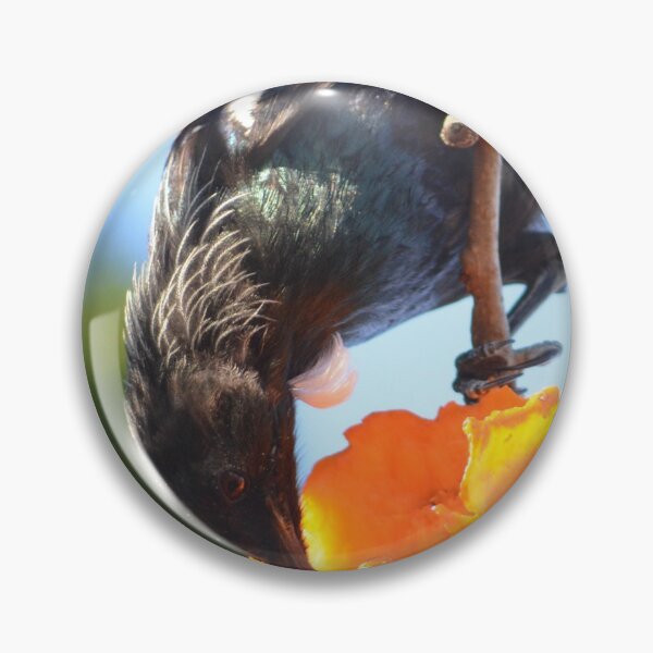 Item preview, What a big lunch- New Zealand Tui grabbing a feed designed and sold by lizdomett.
