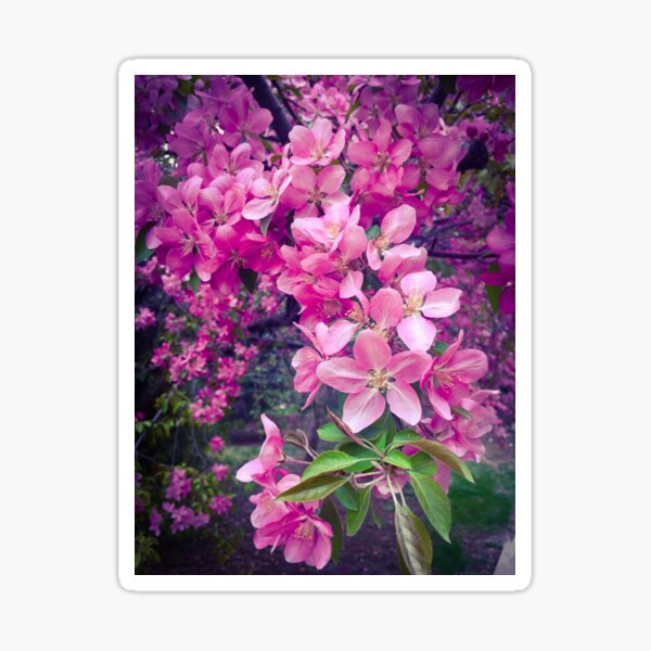 Spring Blossoms Sticker