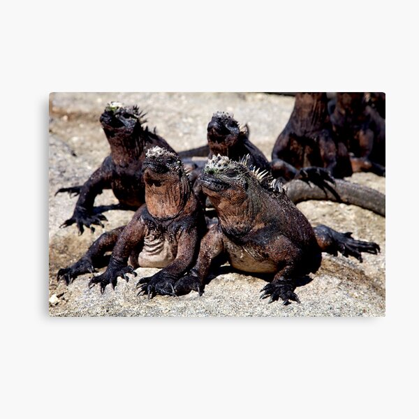 The Boys... Canvas Print