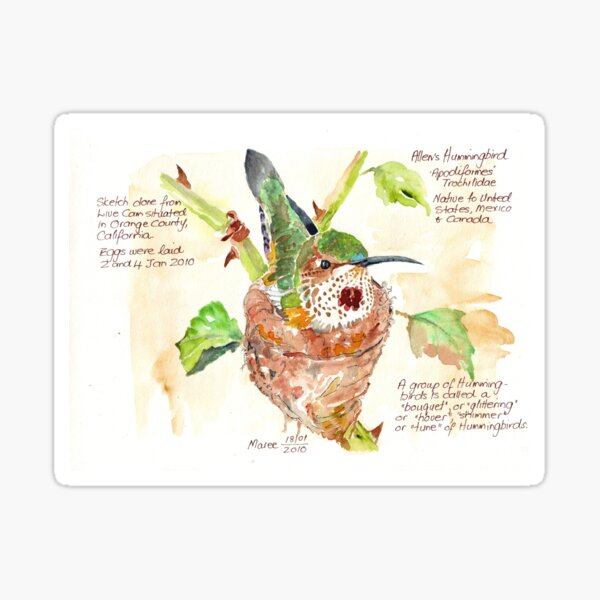 Phoebe, the Allen's Hummingbird - Botanical Illustration Sticker
