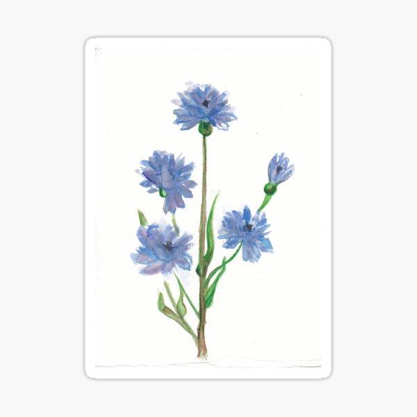 Cornflower Gifts Merchandise Redbubble