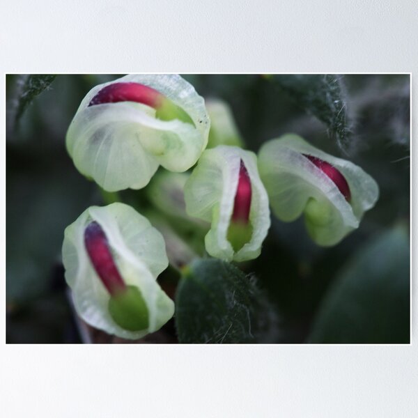 Item preview, Grevillea jephcottii  designed and sold by andrachne.