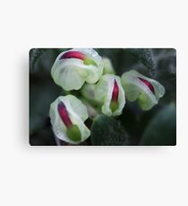Grevillea jephcottii Canvas Print