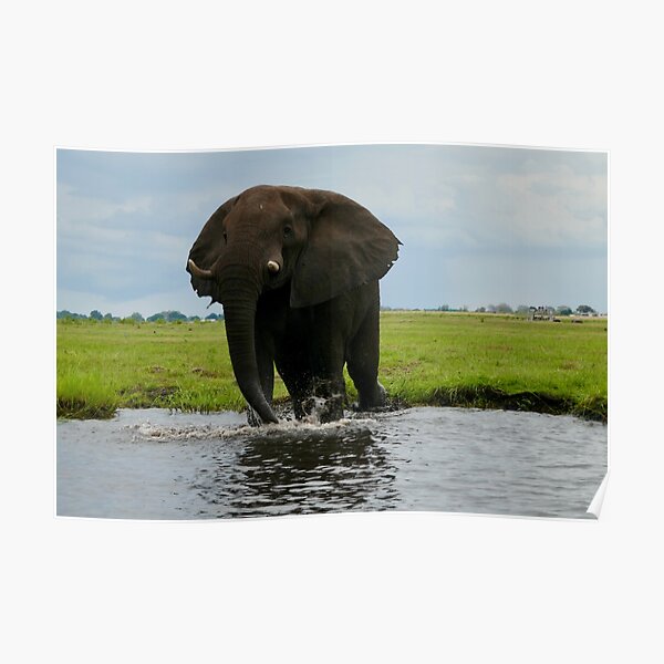 big elephant crossing the river Chobe Poster