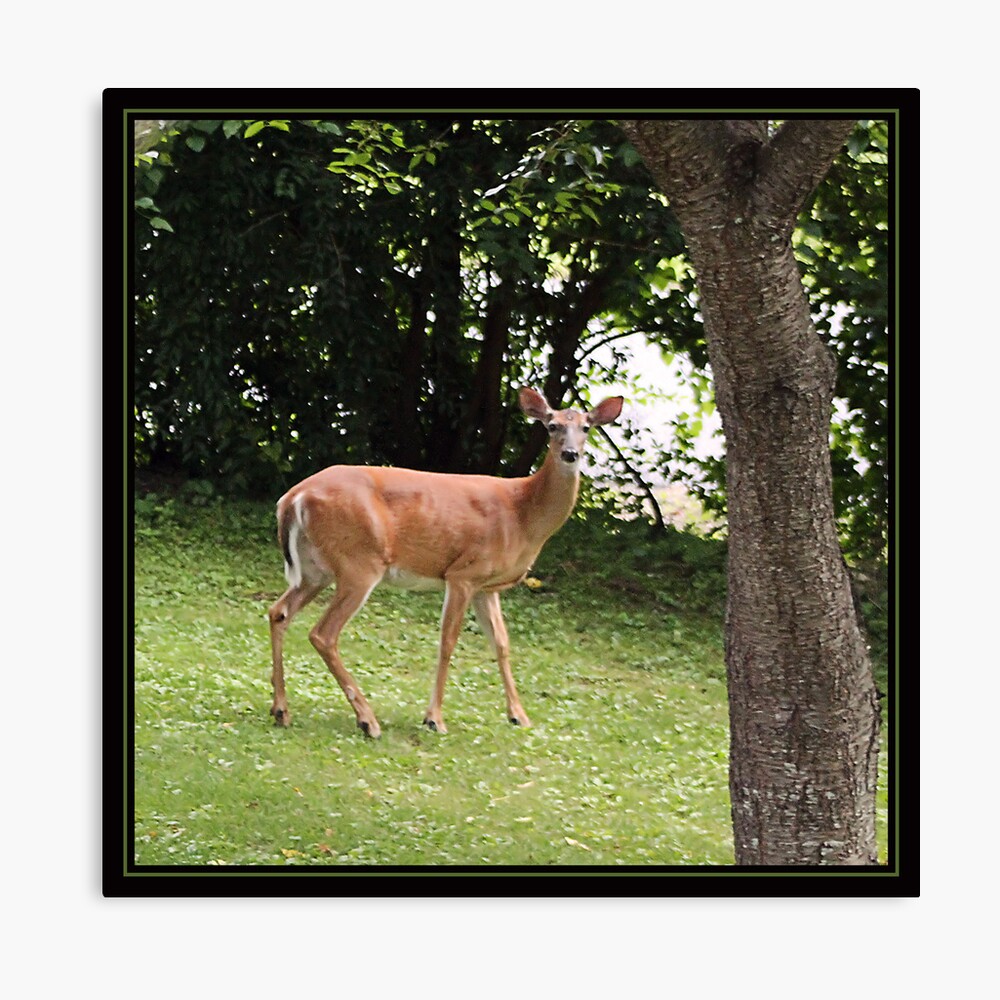 Kissing Deer Art Print