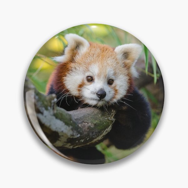 Item preview, Panda Roux designed and sold by UnPandafr.