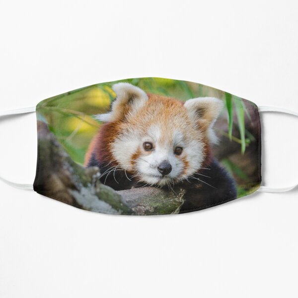 Panda Roux Masque sans plis