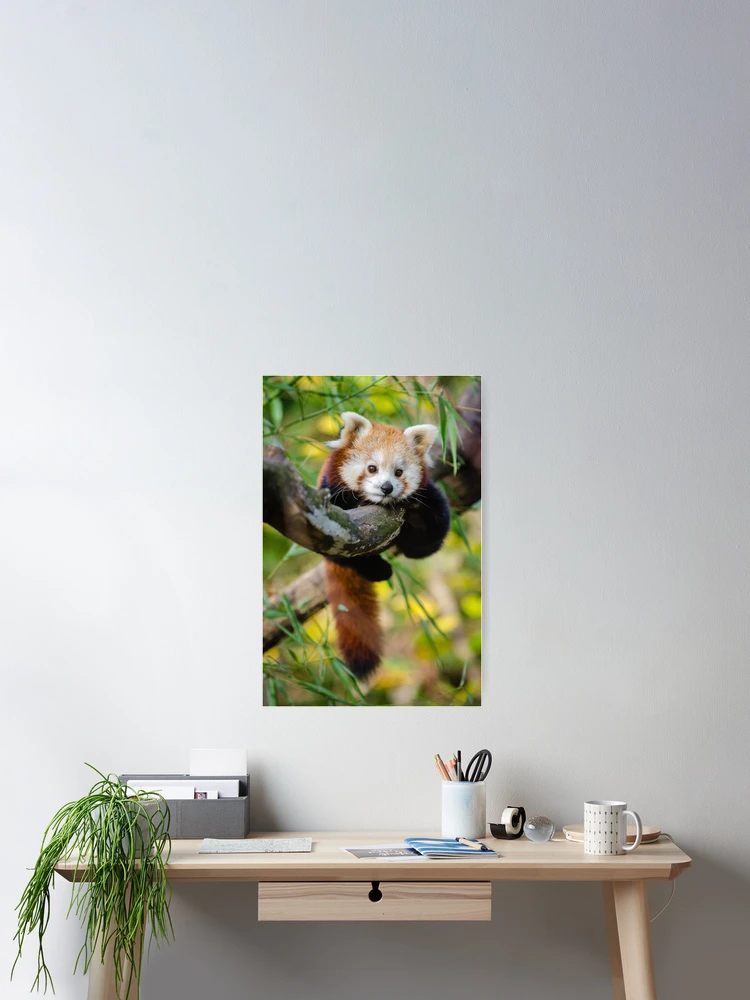 Thumbnail 2 of 3, Poster, Panda Roux designed and sold by UnPandafr.