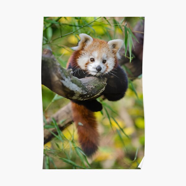 Posters Sur Le Theme Panda Roux Redbubble