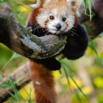 Artwork thumbnail, Panda Roux by UnPandafr