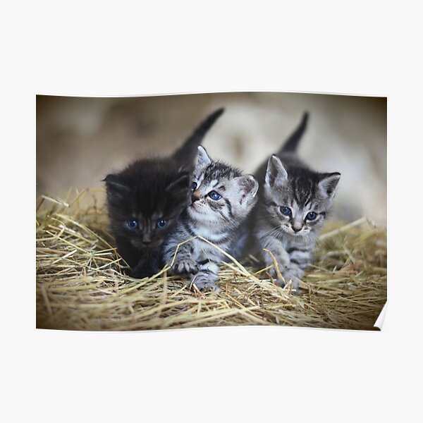 Chatons Posters Redbubble