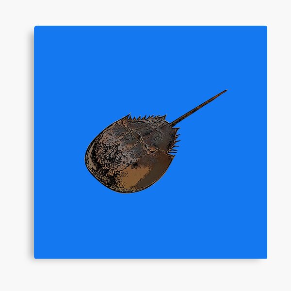 Atlantic Horseshoe Crab - Signed Fine Art Print - inkart