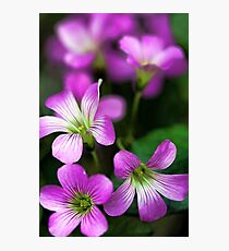 -Pretty in Pink Photographic Print