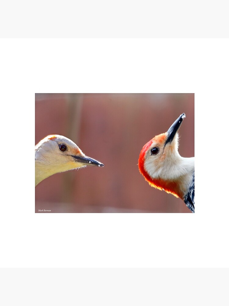 Femal and Male Red-Bellied Woodpeckers by mark-bugs-org