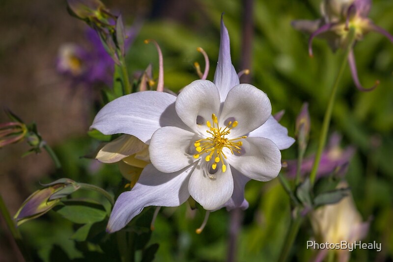 Aquilegia by Photos by Healy