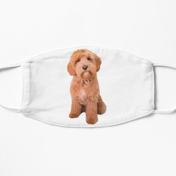 mini goldendoodle accessories