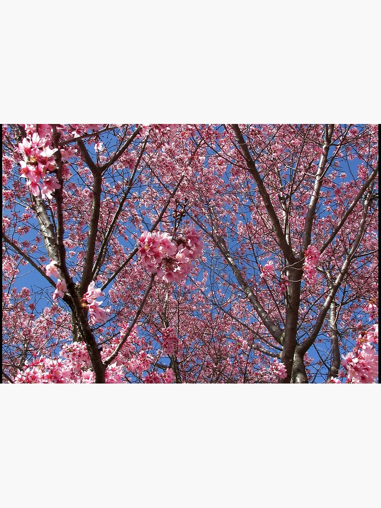 Pink Blossoms by mark-bugs-org
