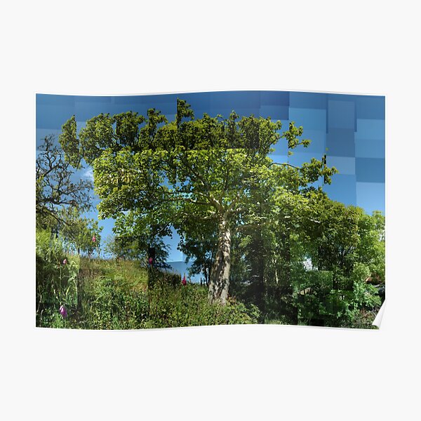 Sycamore in Summer Poster