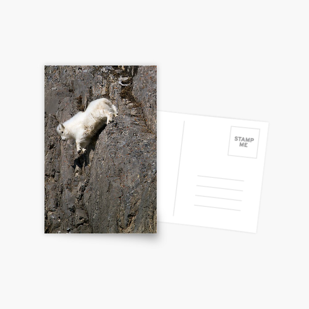 Wildlife Olympics - Tricky Dismount, Mountain Goat Kid Postcard