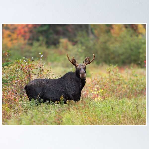 Artikelvorschau, Junger Elch – Algonquin Park, Kanada entworfen und verkauft von James Cumming.