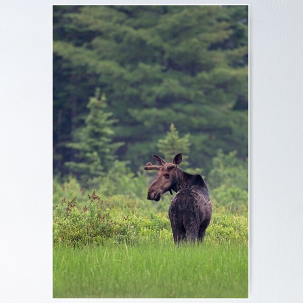 Artikelvorschau, Kanadischer Elch, Algonquin Park, Kanada entworfen und verkauft von James Cumming.