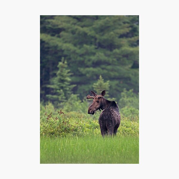 Artikelvorschau, Kanadischer Elch, Algonquin Park, Kanada entworfen und verkauft von James Cumming.