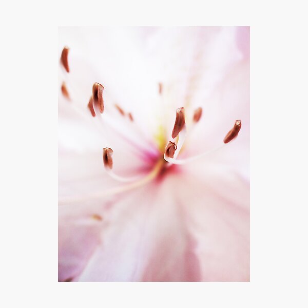 Bliss Photographic Print