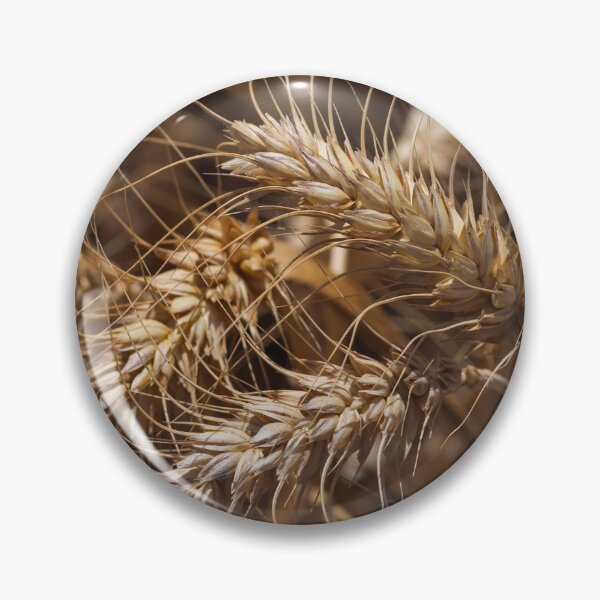 Artikelvorschau, Top view of ears of ripe golden wheat closeup entworfen und verkauft von EG Creativity Art.