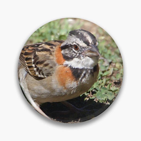 Item preview, Rufous-collared Sparrow designed and sold by Carole-Anne.