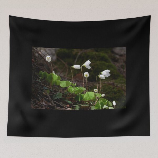 Item preview, Wood sorrel 3 designed and sold by Jouko Lehto Photography.