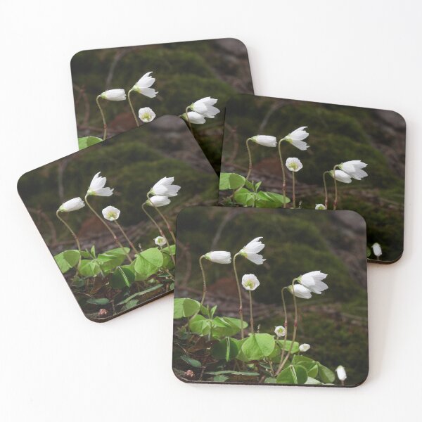 Item preview, Wood sorrel 3 designed and sold by Jouko Lehto Photography.