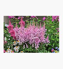 flowering plants Photographic Print