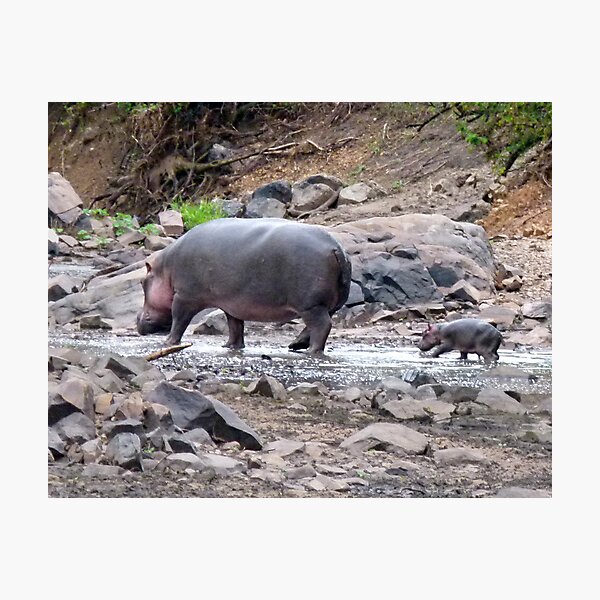 New born hippo Photographic Print