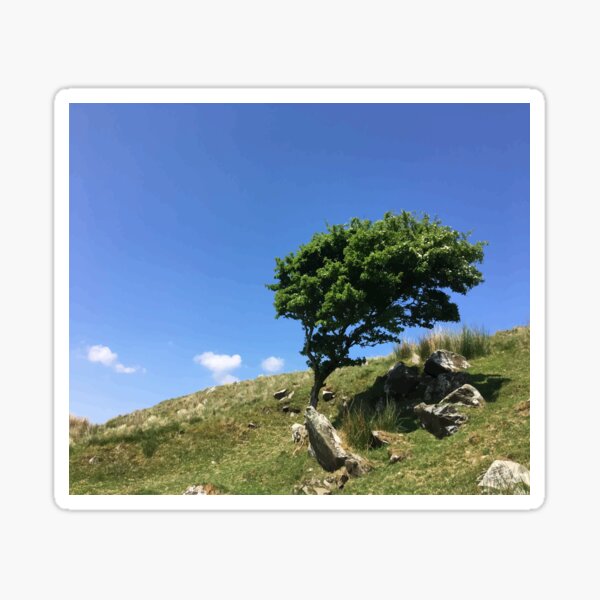 Lonely Irish Tree Sticker