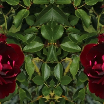Artwork thumbnail, Red Red Roses by KazM