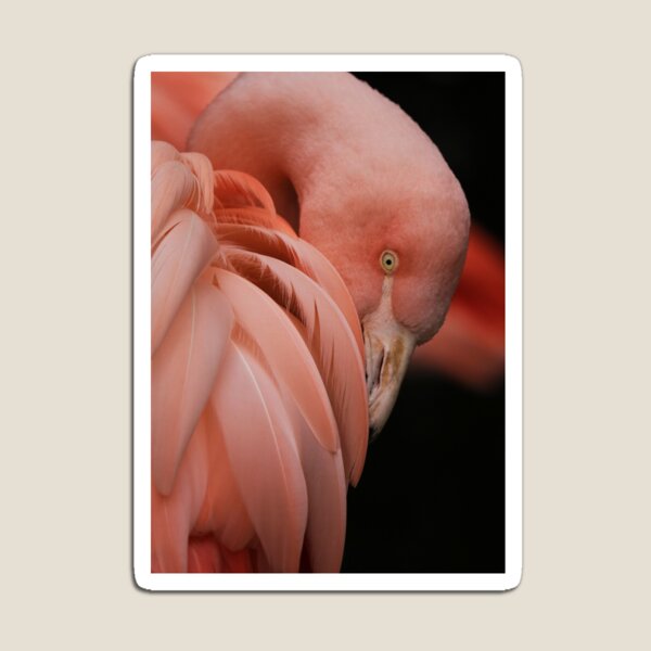 Flamingo Roblox Magnets Redbubble - roblox flamingo bird