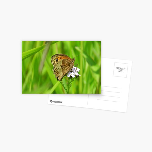 Meadow brown butterfly Postcard
