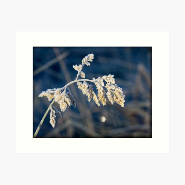 Item preview, ~ Sugar Coated ~ designed and sold by LeeoPhotography.