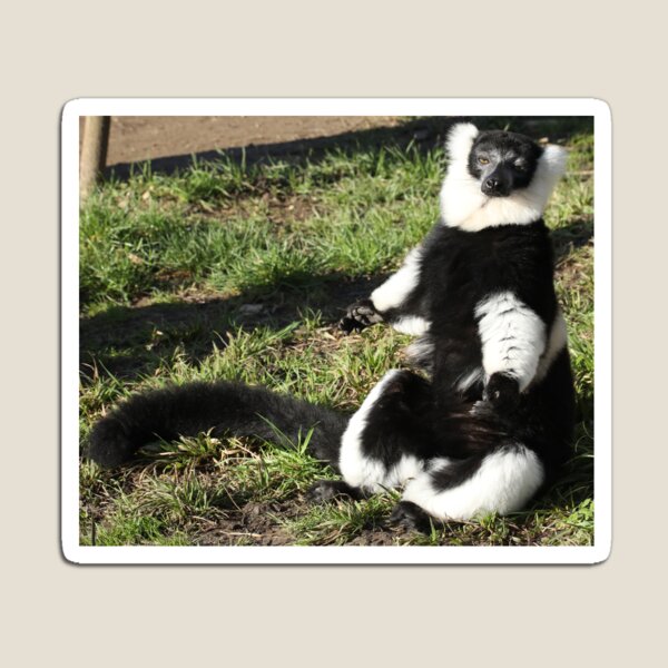 Item preview, Sunbathing Lemur designed and sold by aquabella.