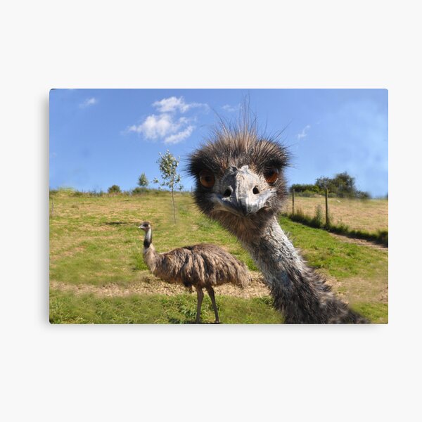 Lol Canvas Print