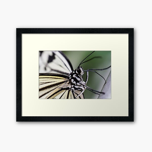 Item preview, Curious Butterfly designed and sold by Harmeet Gabha.