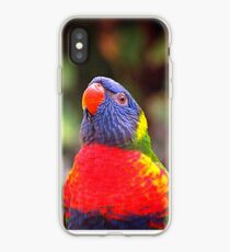 Lorikeet anstarren iPhone-Hülle & Cover