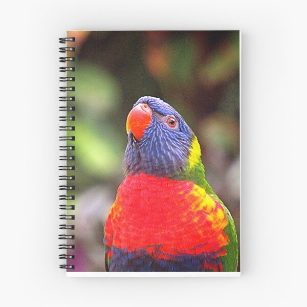 Artikelvorschau, Lorikeet anstarren entworfen und verkauft von Barnbk02.