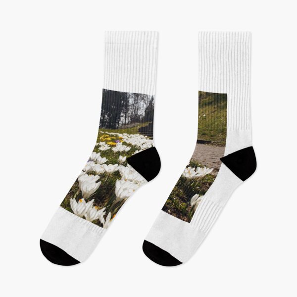 Item preview, White crocus flower next to a park way designed and sold by Yven-Dienst.