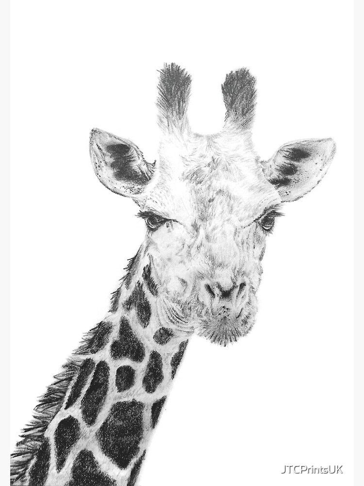 dessin au crayon de girafe facile